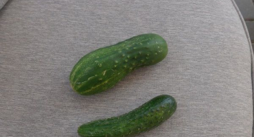 Popis odrůdy baby okurky, její výnos a péče